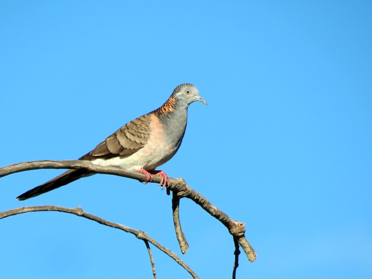 Bar-shouldered Dove - Ash Allnutt