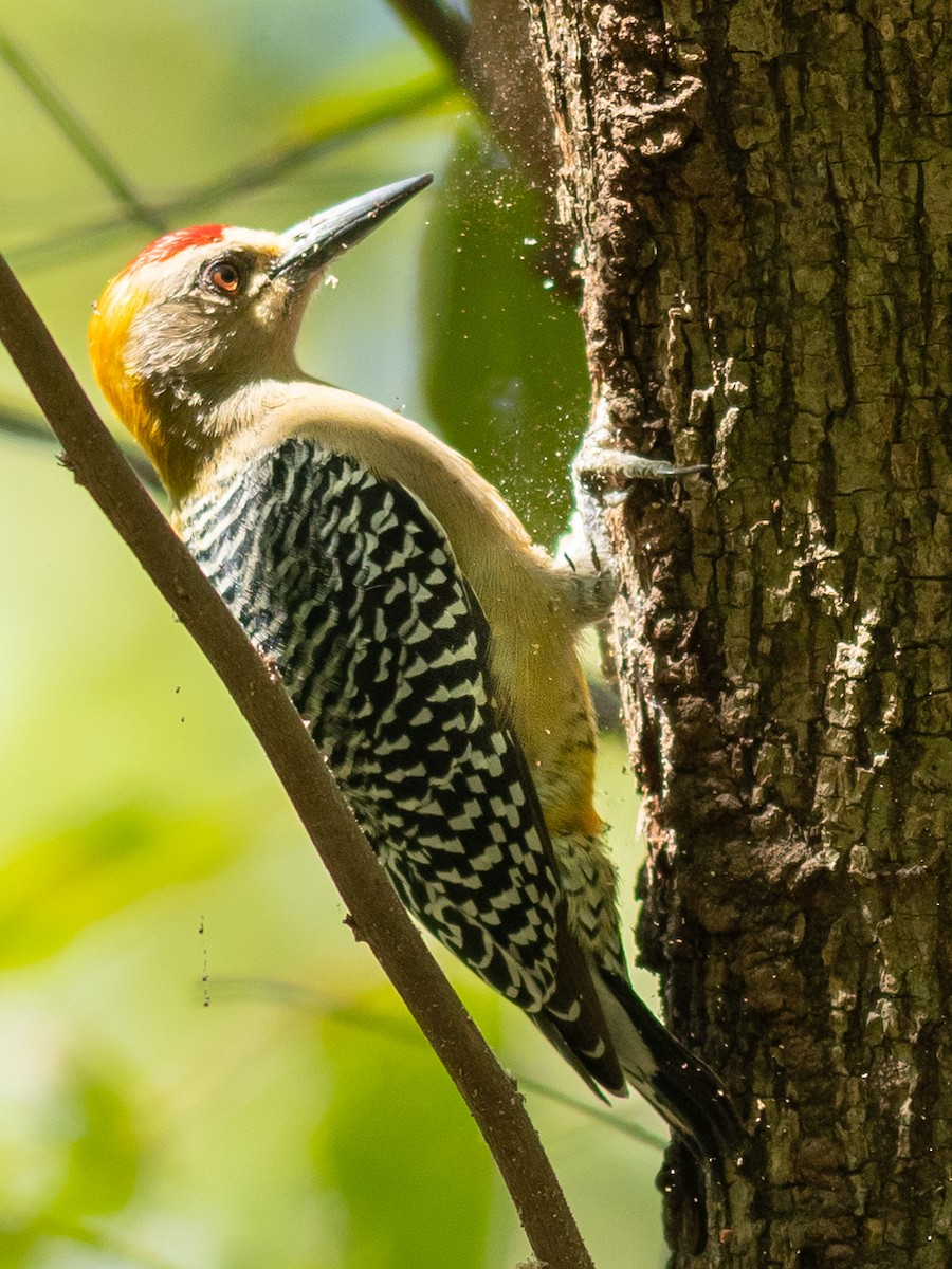Hoffmann's Woodpecker - Jean-Louis  Carlo