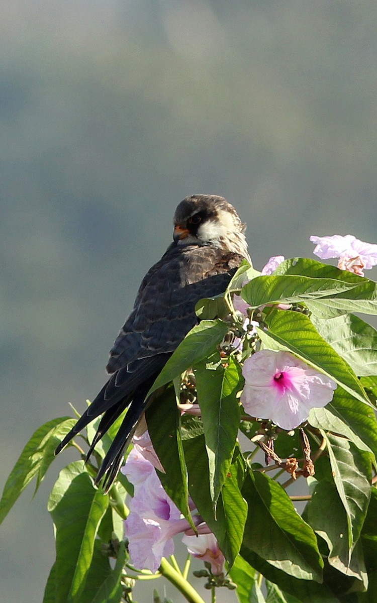 Amur Falcon - Kanhaiya Udapure