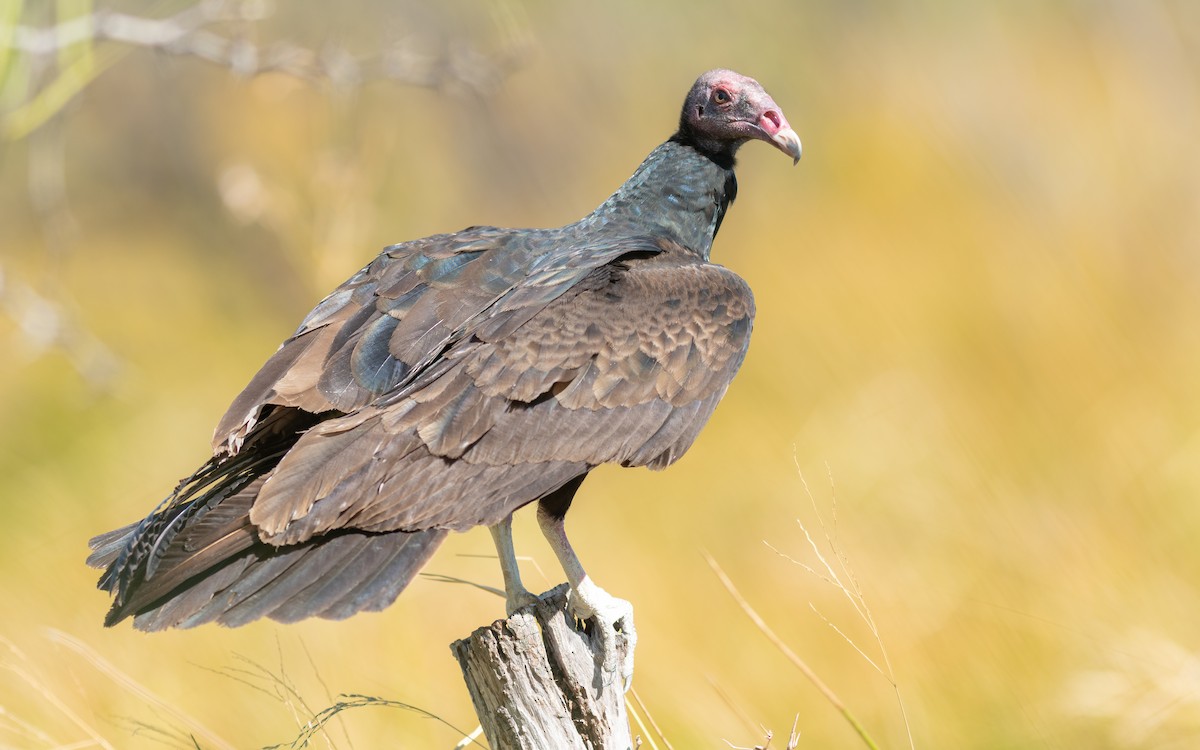 Turkey Vulture - Jean-Louis  Carlo