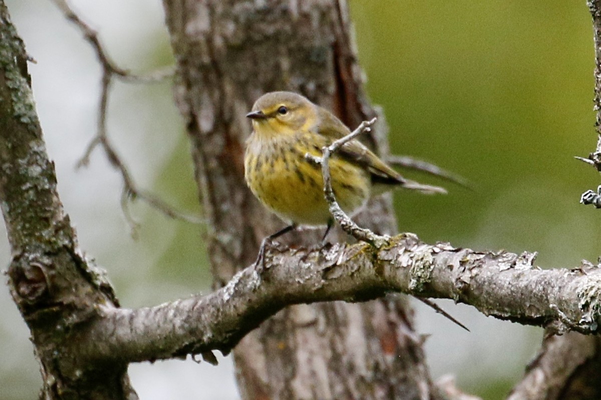 Cape May Warbler - ML176131871