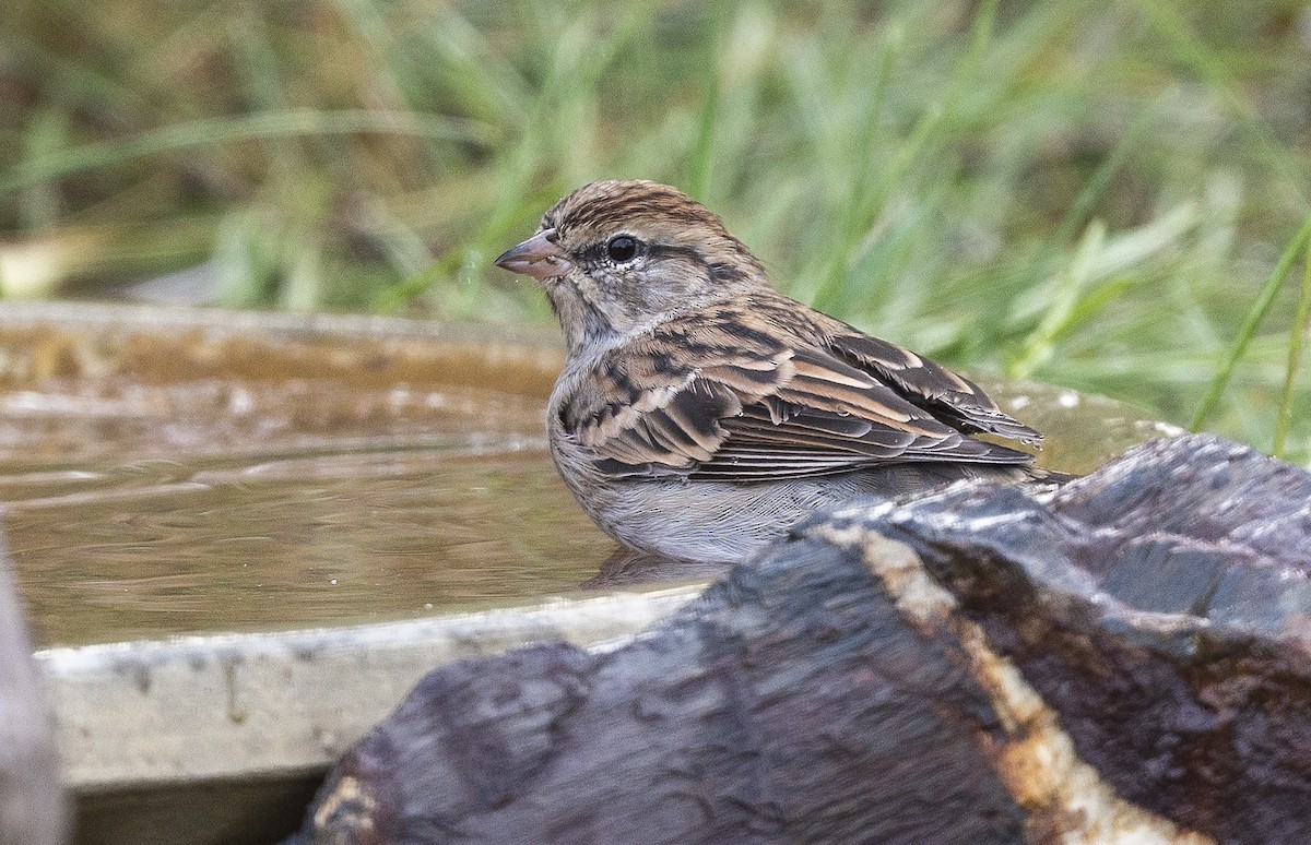 Chipping Sparrow - Ian Routley
