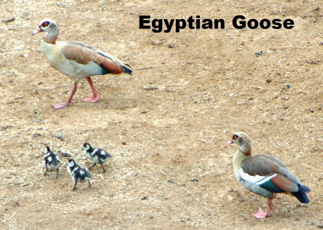 Egyptian Goose - ML176136101