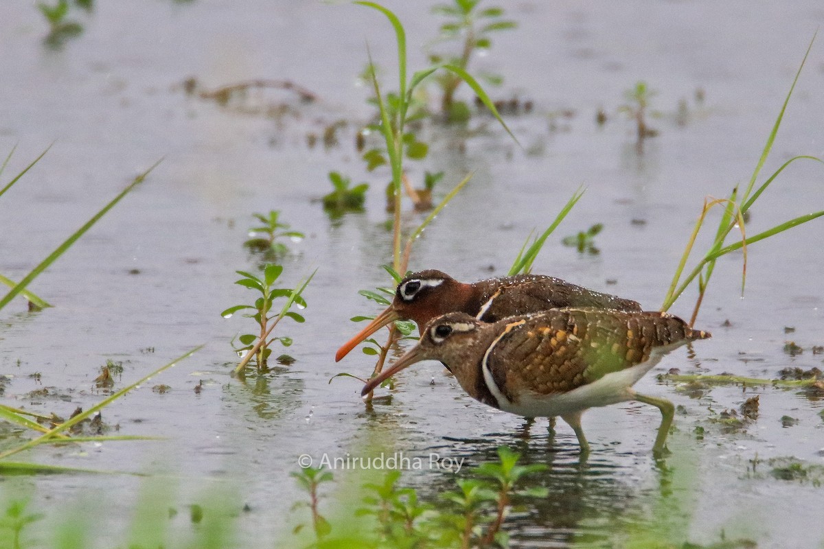 Greater Painted-Snipe - ML176139521