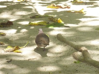 Malagasy Turtle-Dove, ML176139841