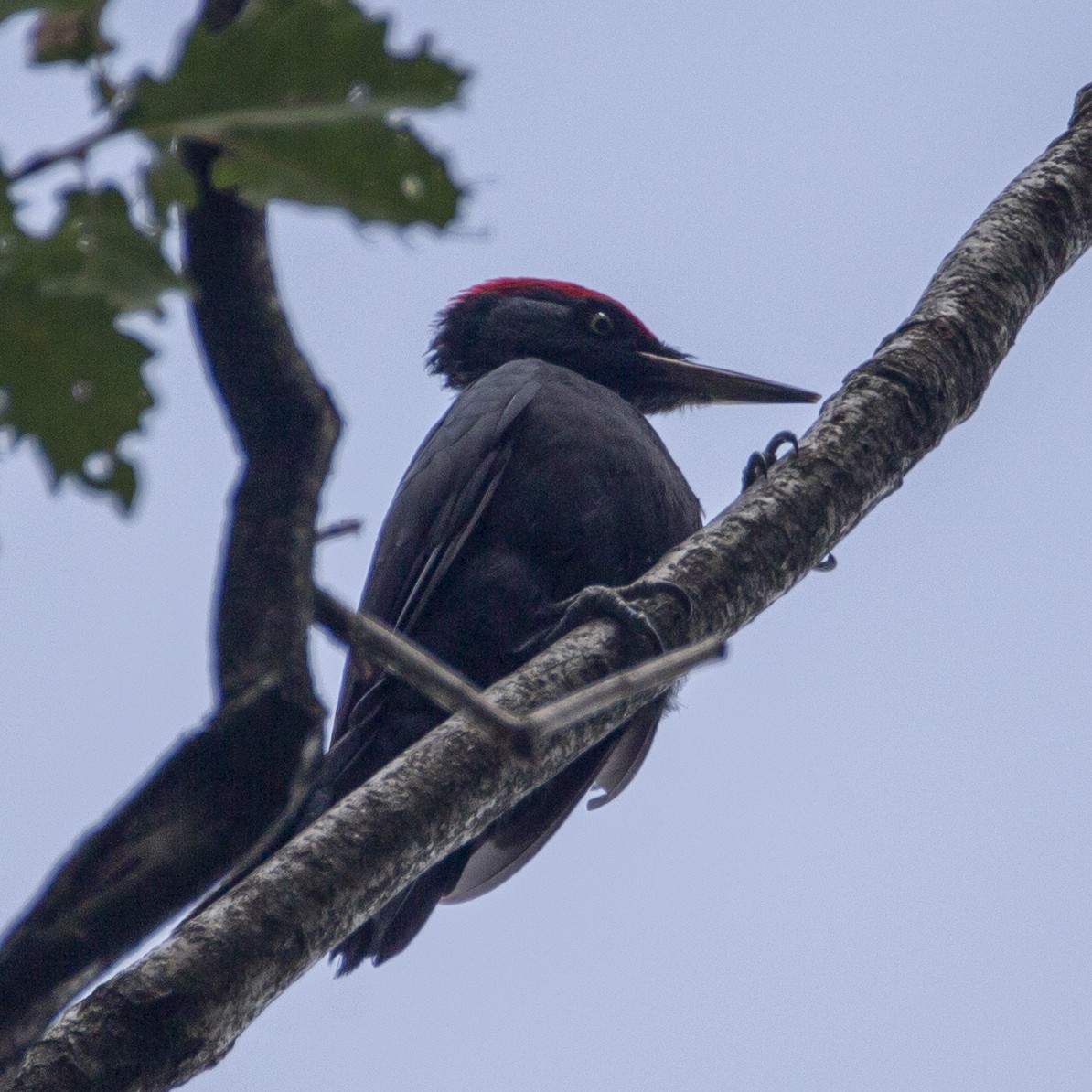 Black Woodpecker - ML176140841