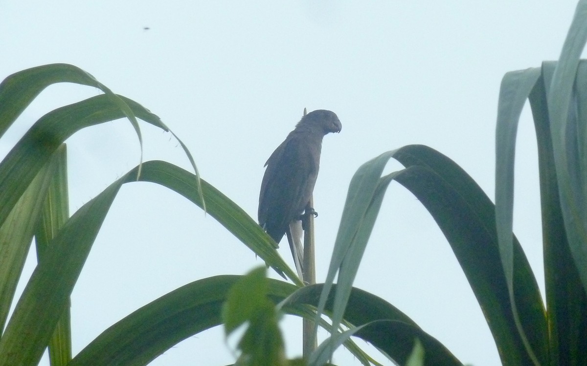 Seychelles Parrot - ML176141311