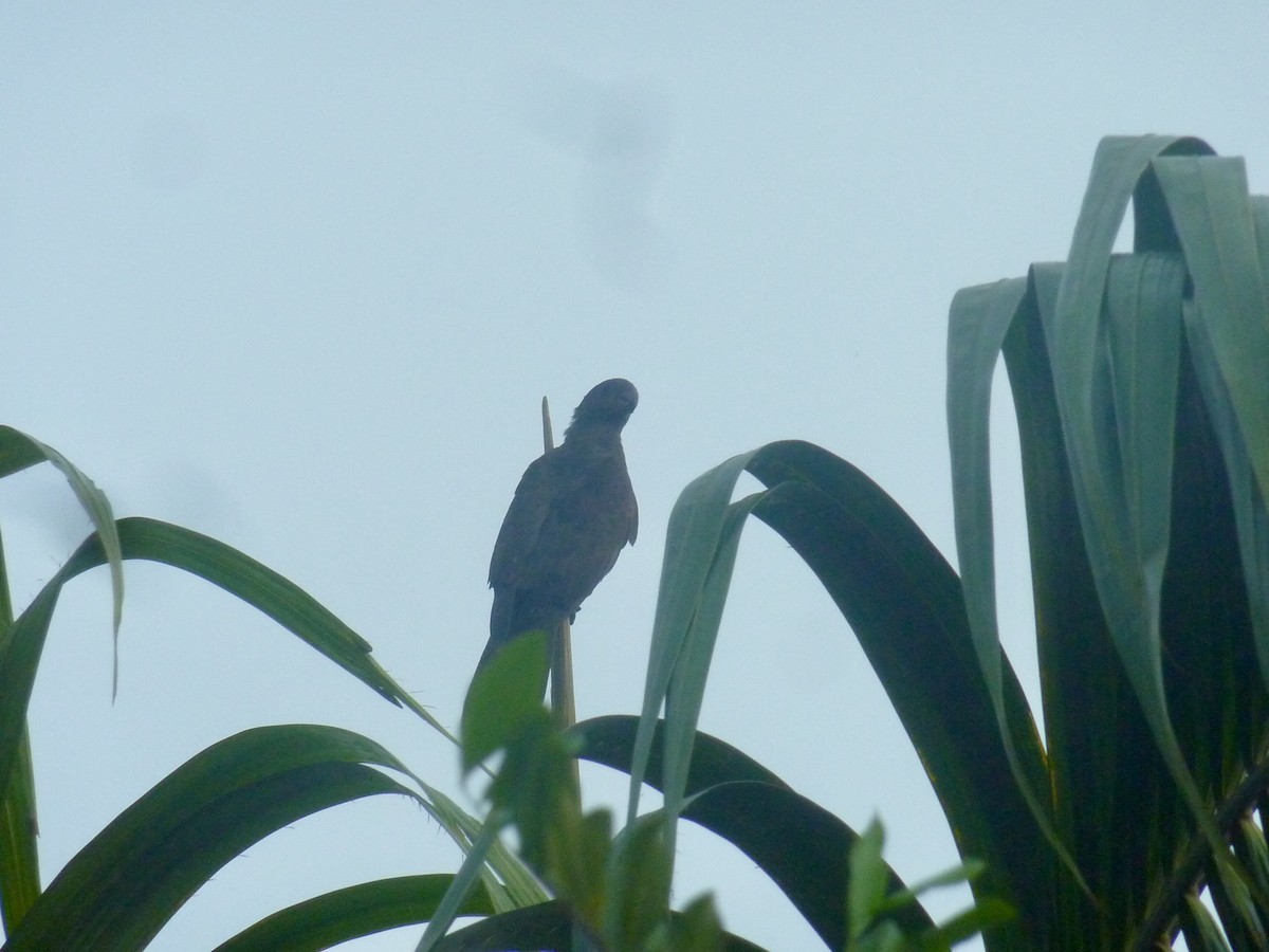 Seychelles Parrot - ML176141331