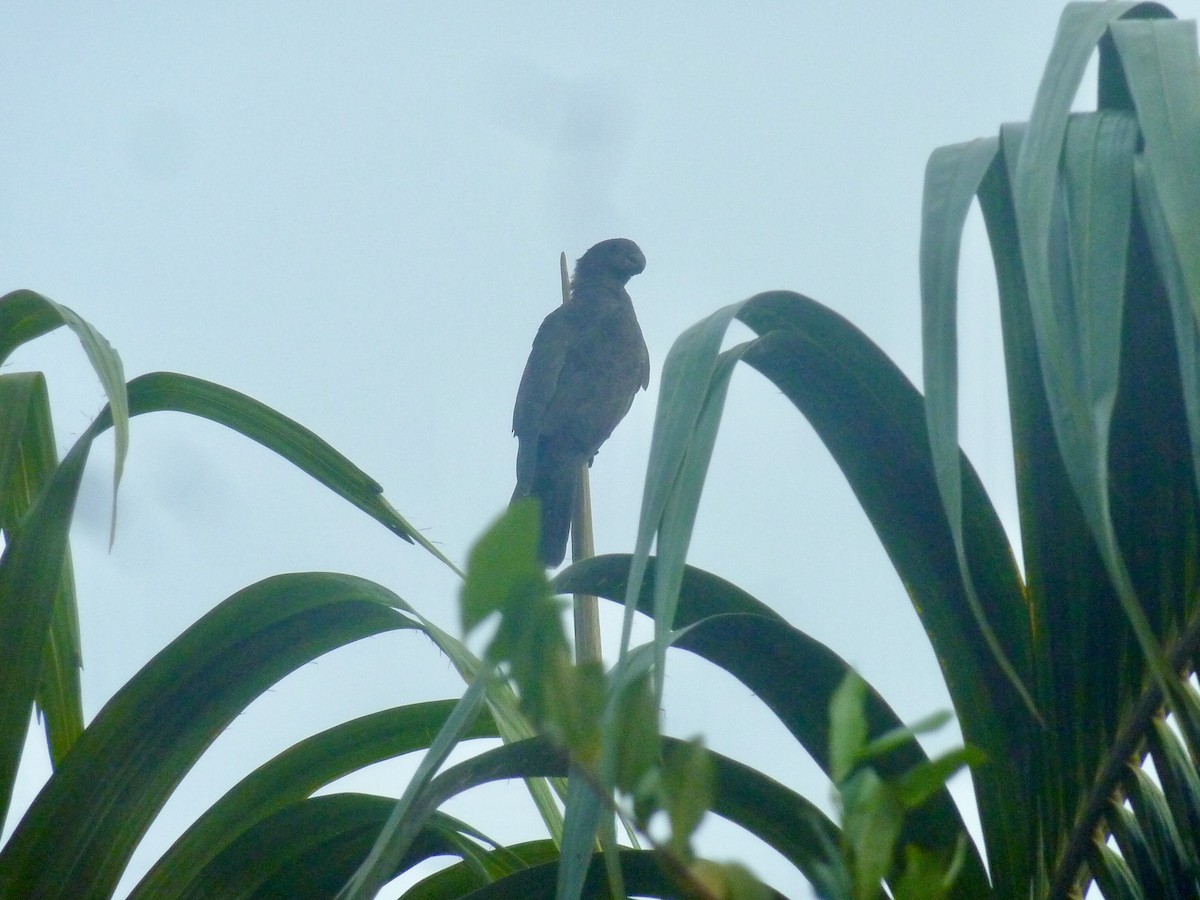 Seychelles Parrot - ML176141341