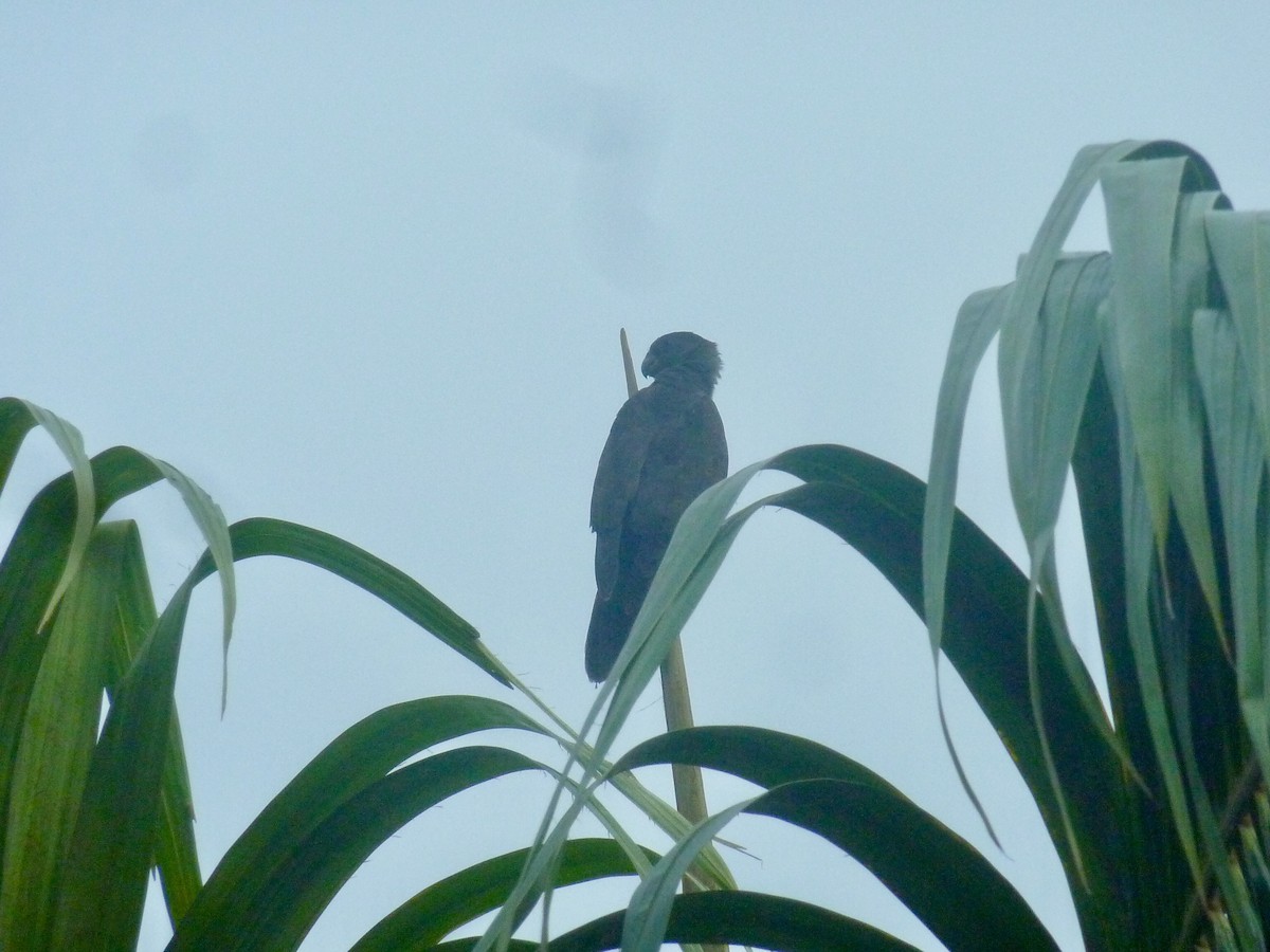 Seychelles Parrot - ML176141401