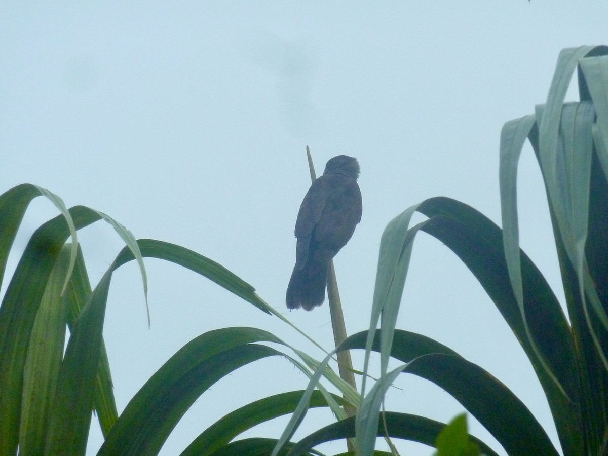 Seychelles Parrot - ML176141421