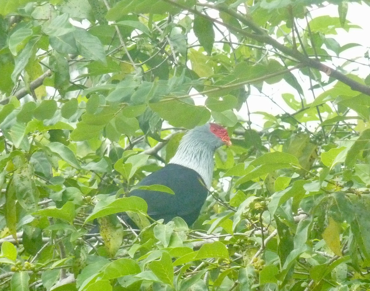 Seychelles Blue-Pigeon - ML176141961