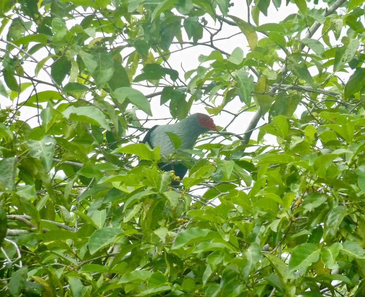 Seychelles Blue-Pigeon - ML176141991