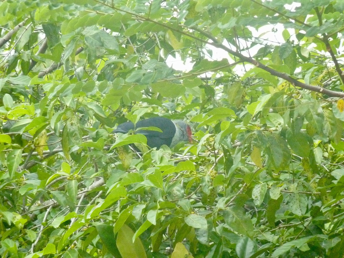 Seychelles Blue-Pigeon - ML176142011