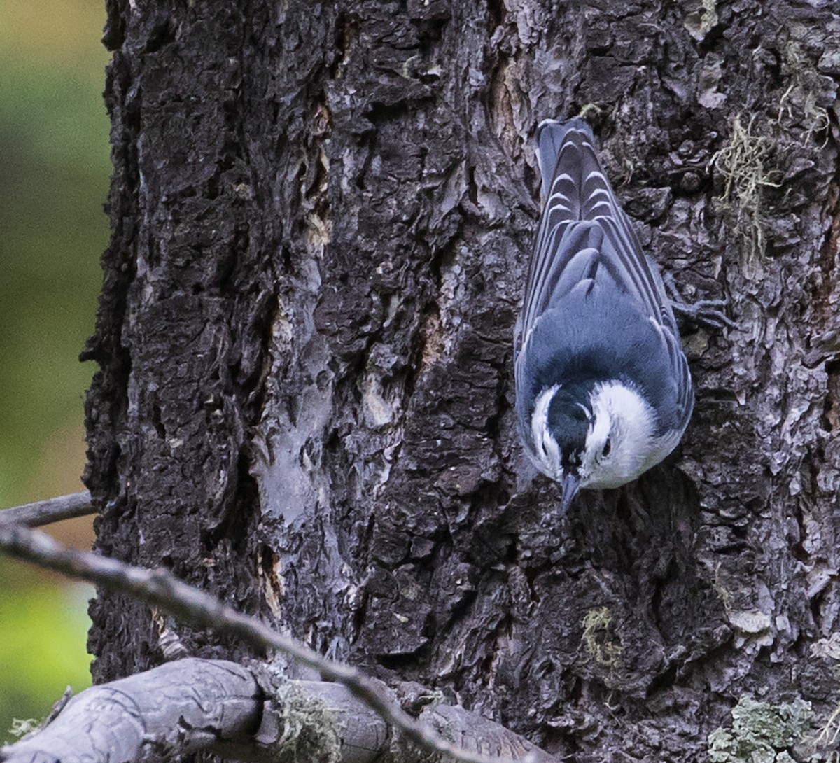 White-breasted Nuthatch - ML176142711