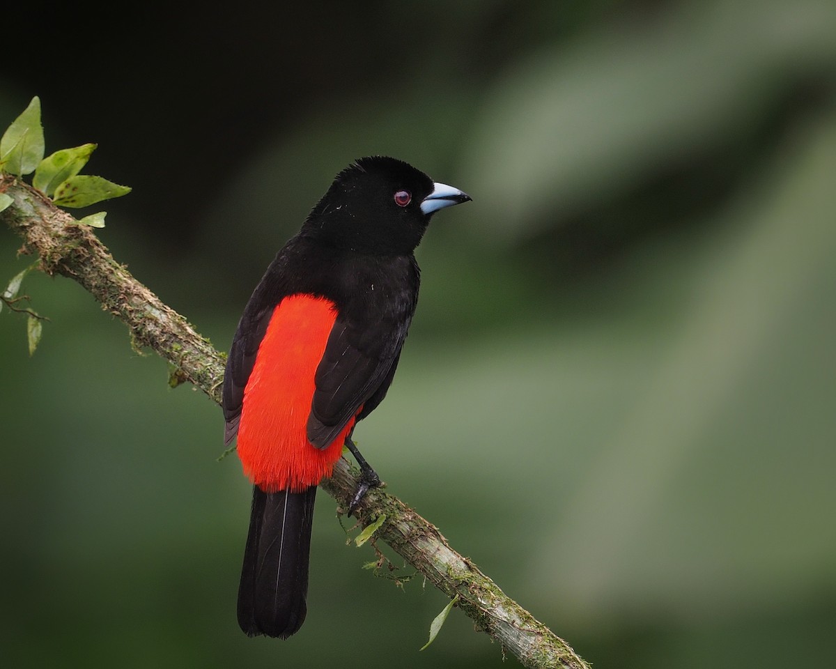 Scarlet-rumped Tanager - Tony Gentilcore