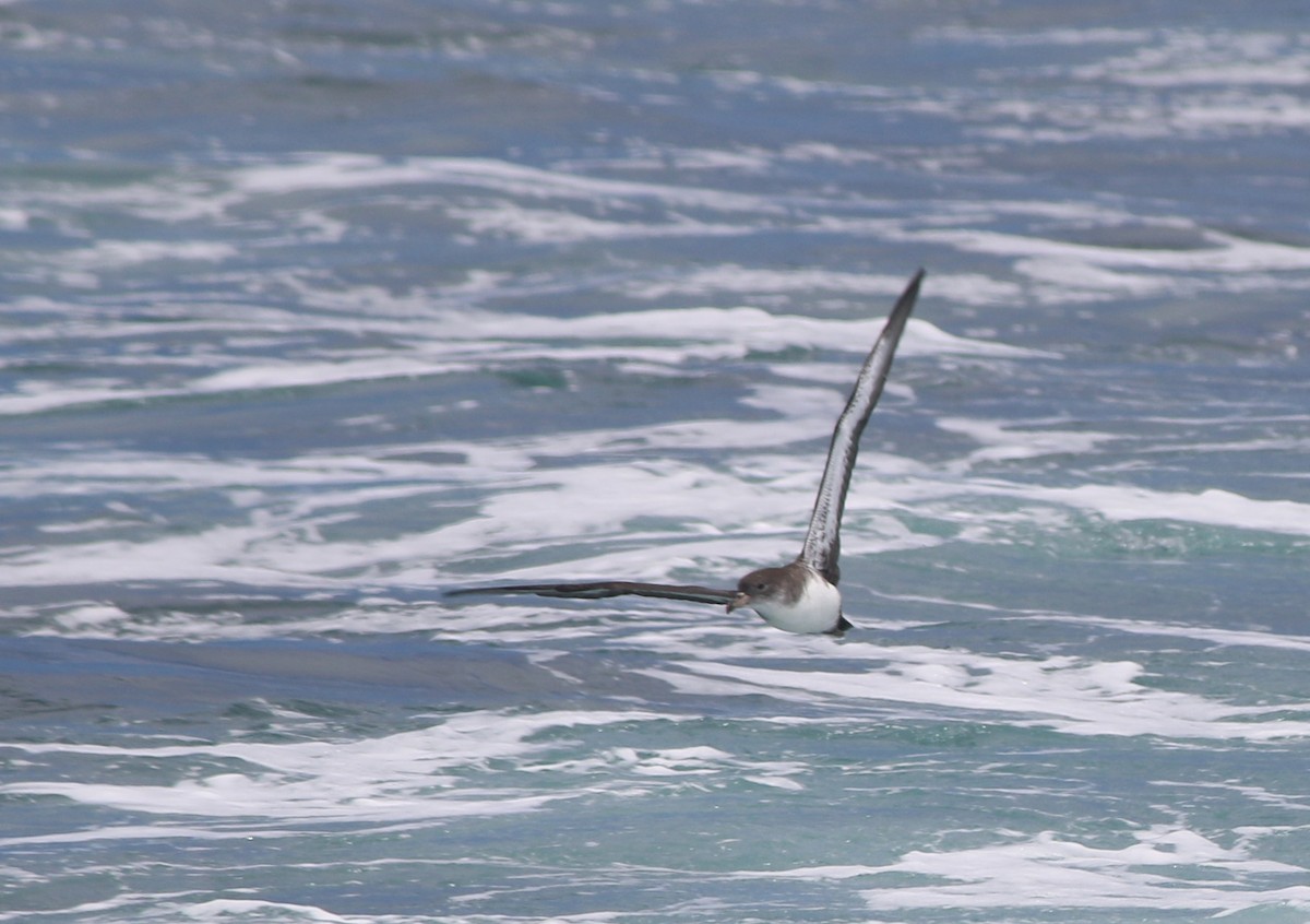 Pink-footed Shearwater - ML176150391