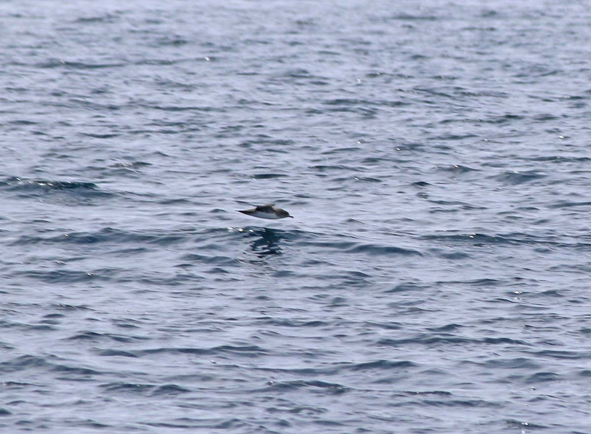 Pink-footed Shearwater - ML176150411