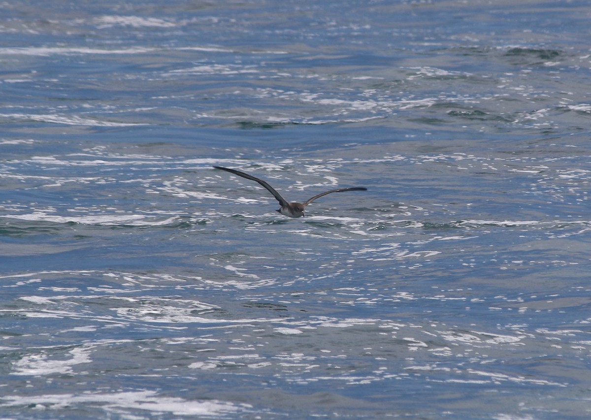 Pink-footed Shearwater - ML176150441