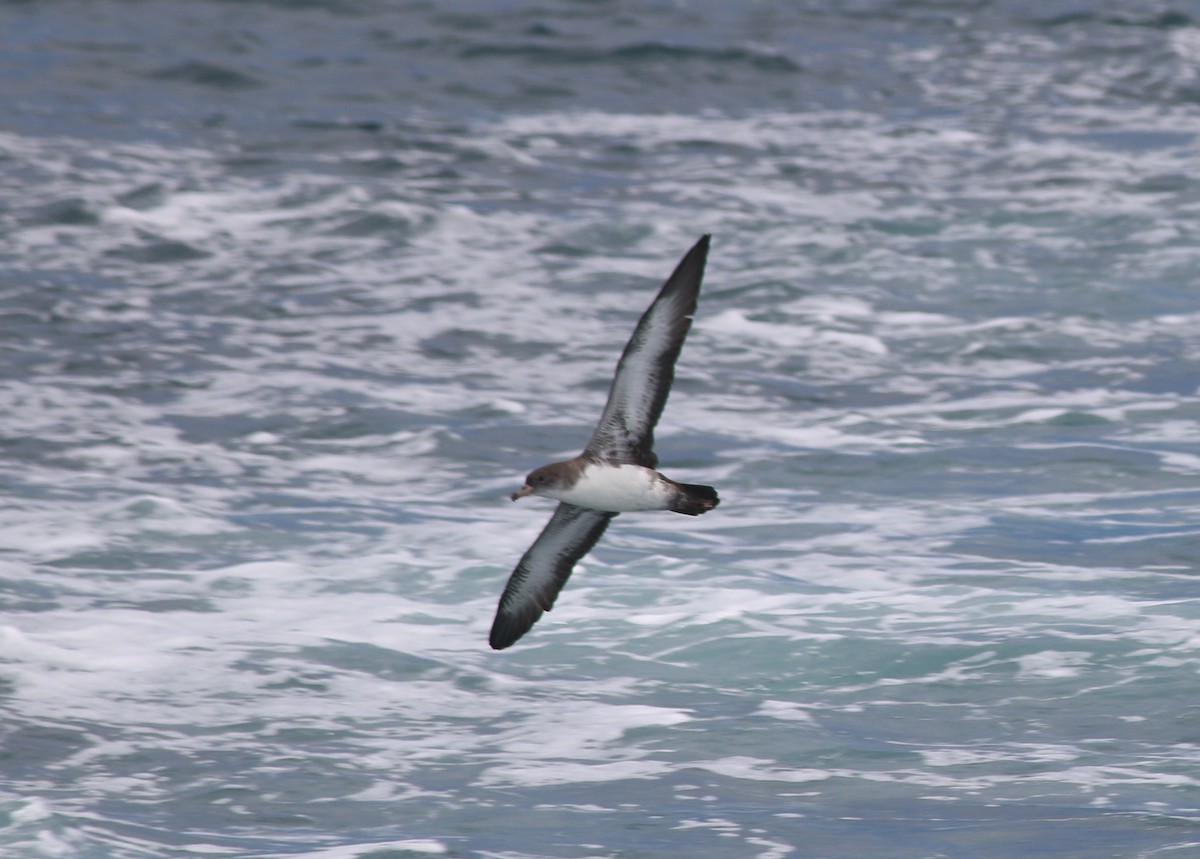 Pink-footed Shearwater - ML176150461