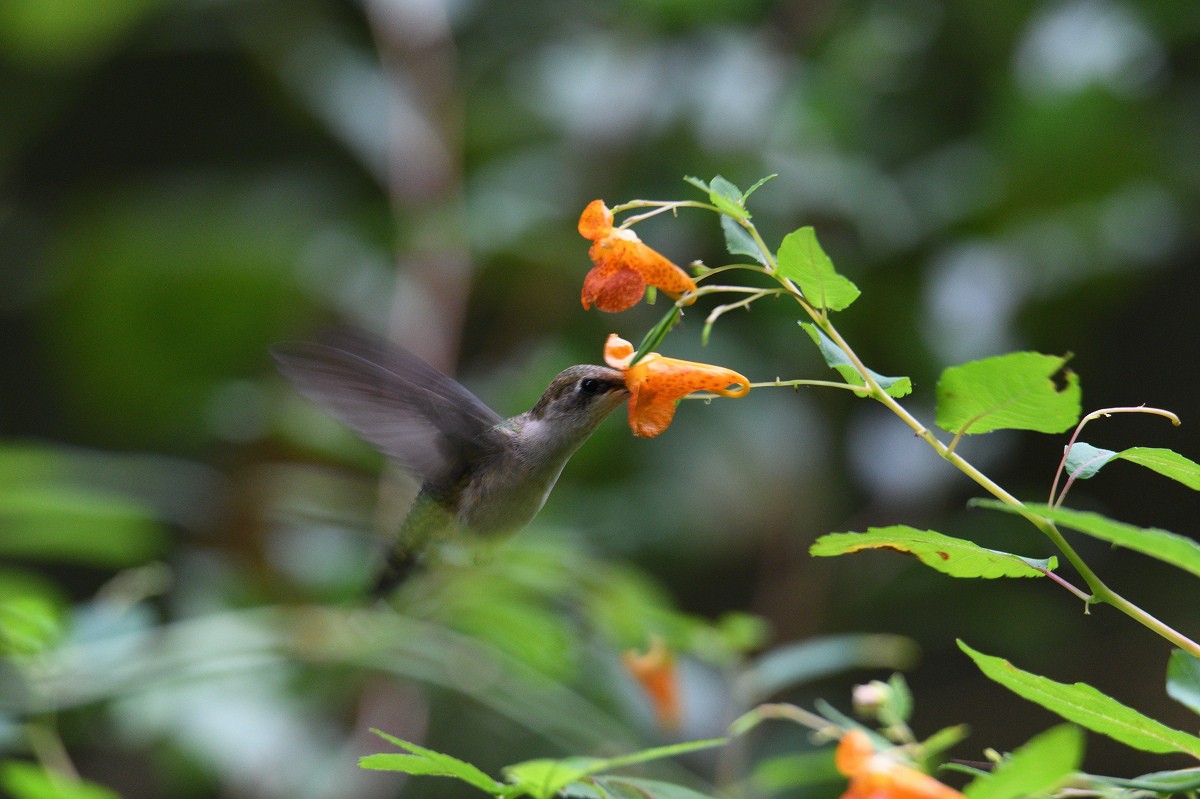 Ruby-throated Hummingbird - Vern Wilkins 🦉