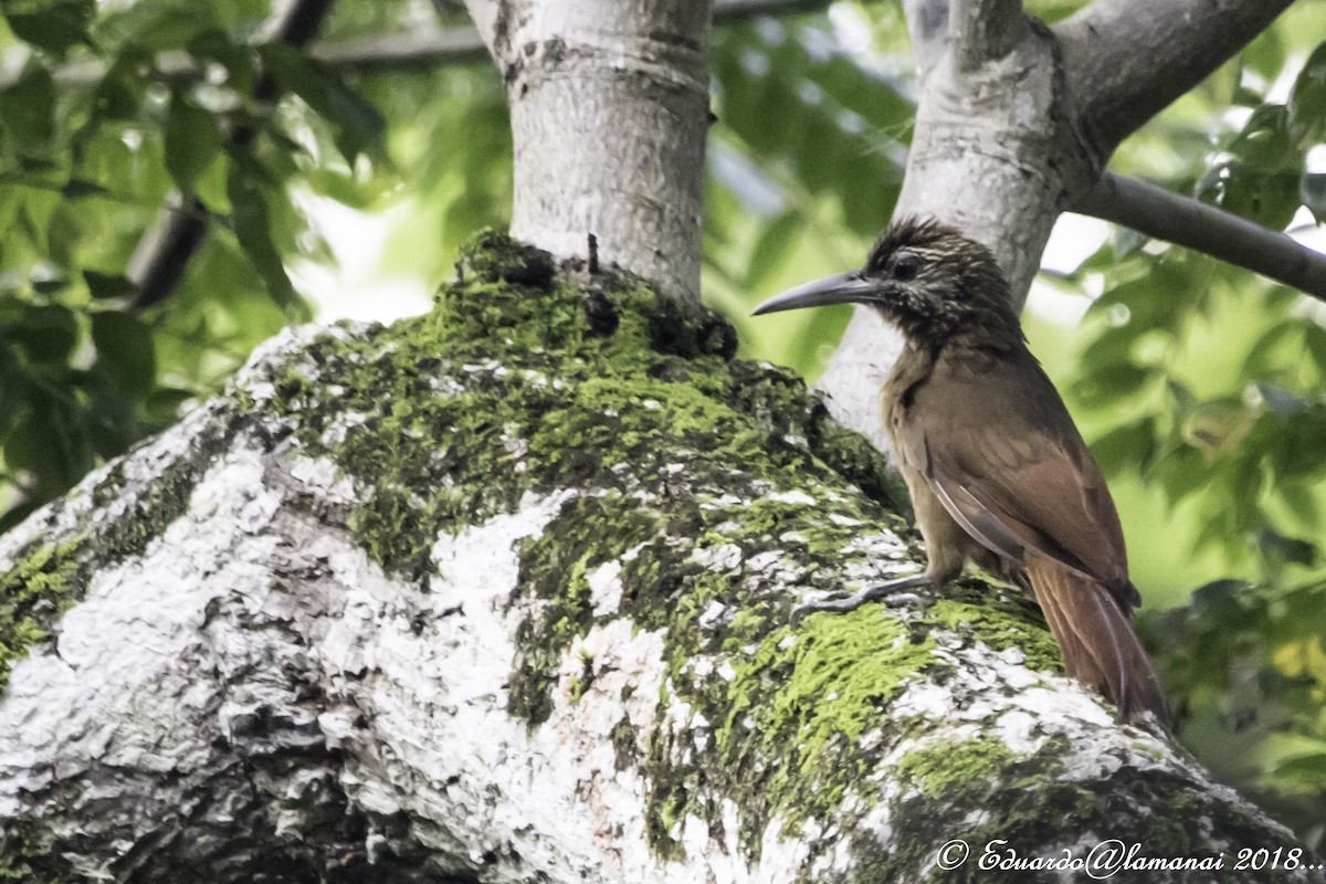 Strong-billed Woodcreeper - ML176152971