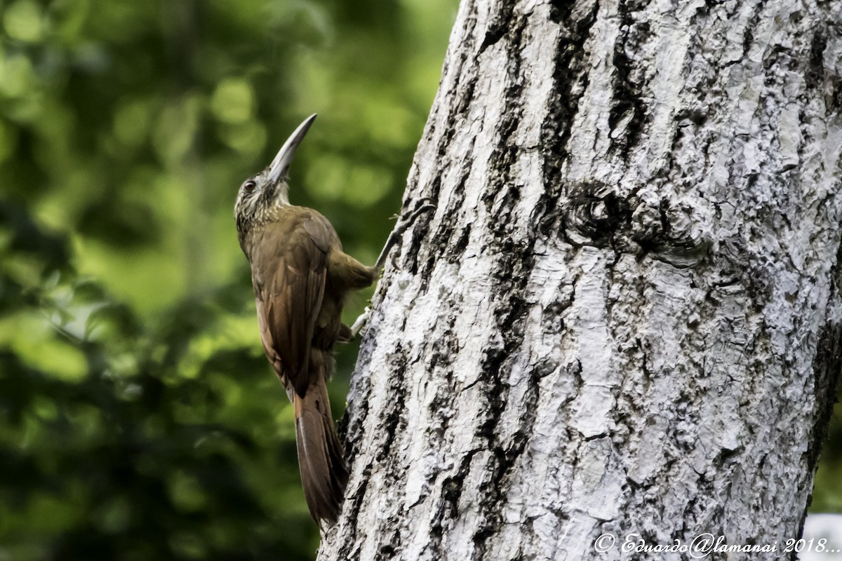 Strong-billed Woodcreeper - ML176153221