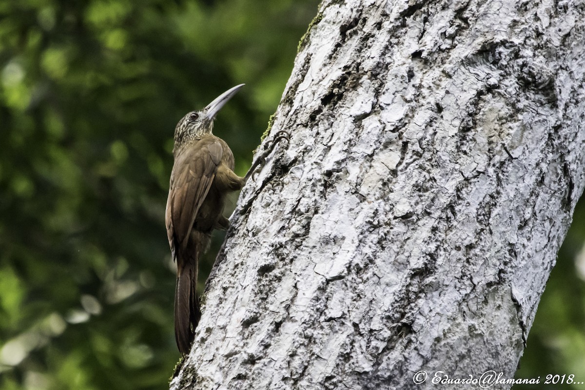 Strong-billed Woodcreeper - ML176153231