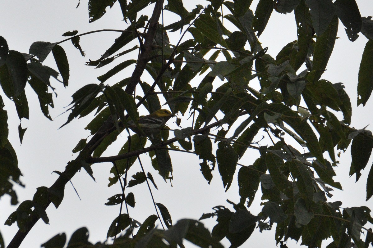 Black-throated Green Warbler - Vern Wilkins 🦉