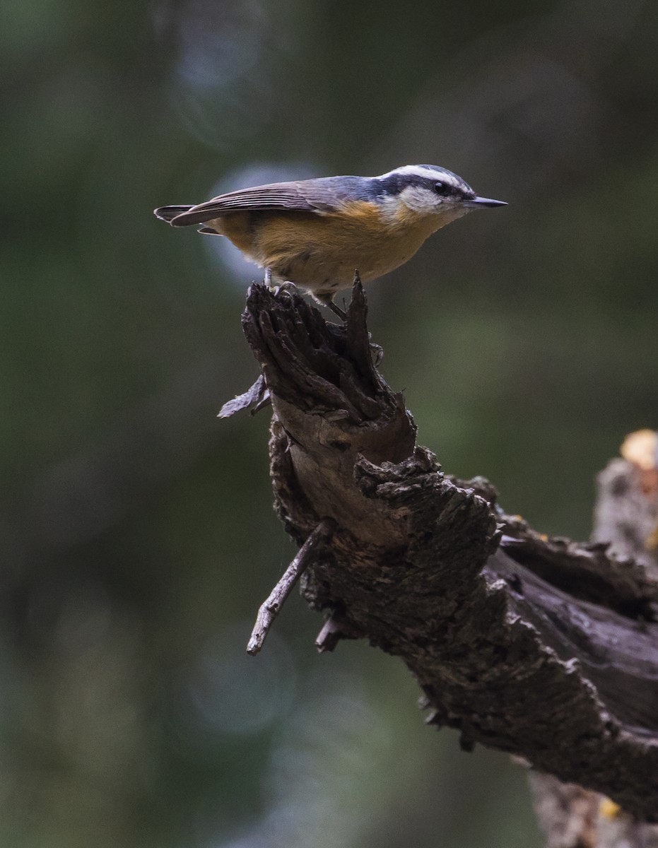 Red-breasted Nuthatch - ML176154231