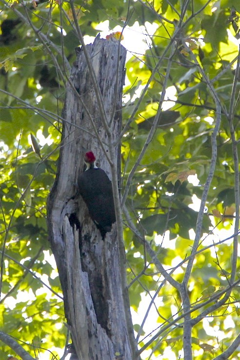 Pileated Woodpecker - ML176156151