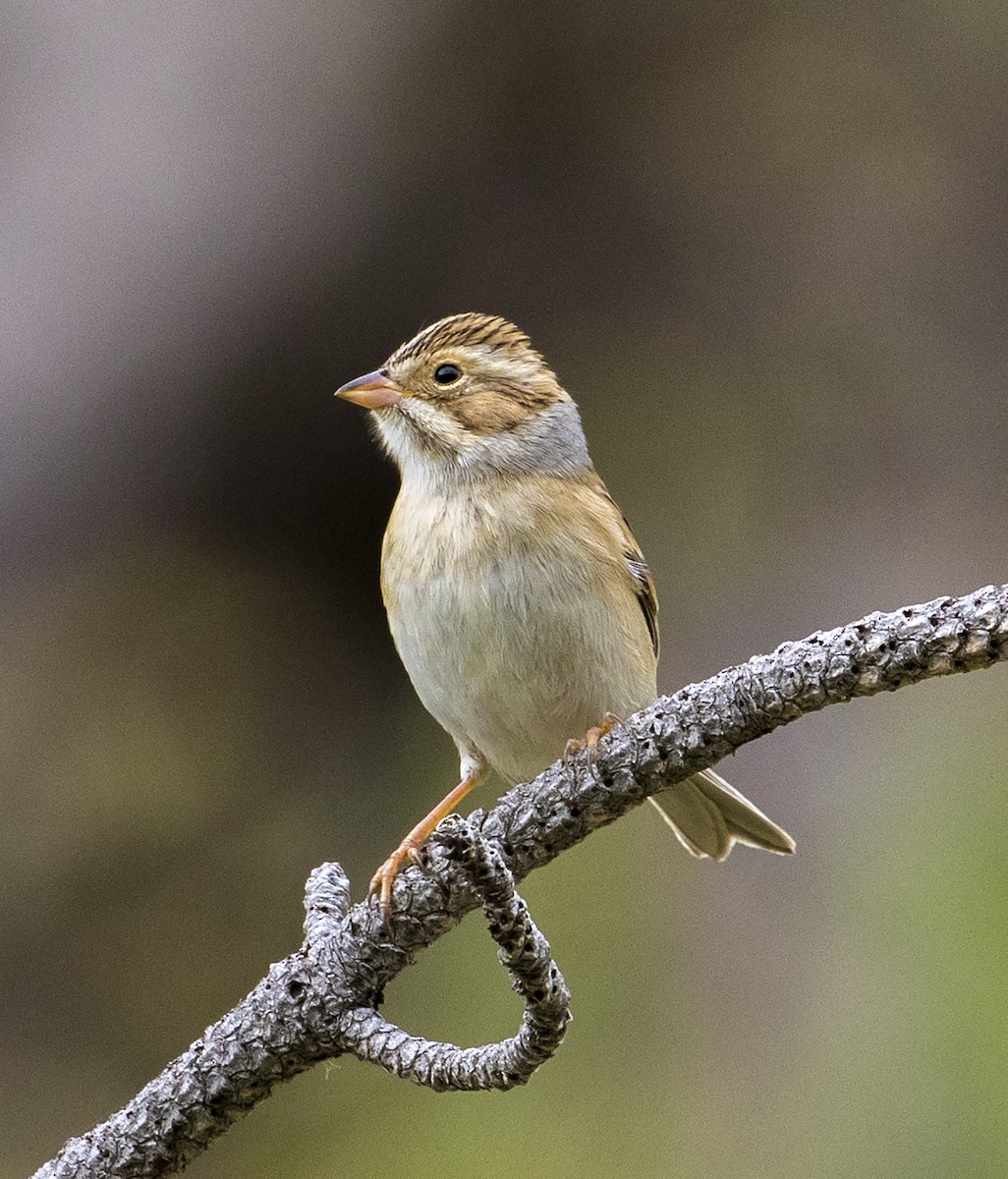 Clay-colored Sparrow - ML176158901