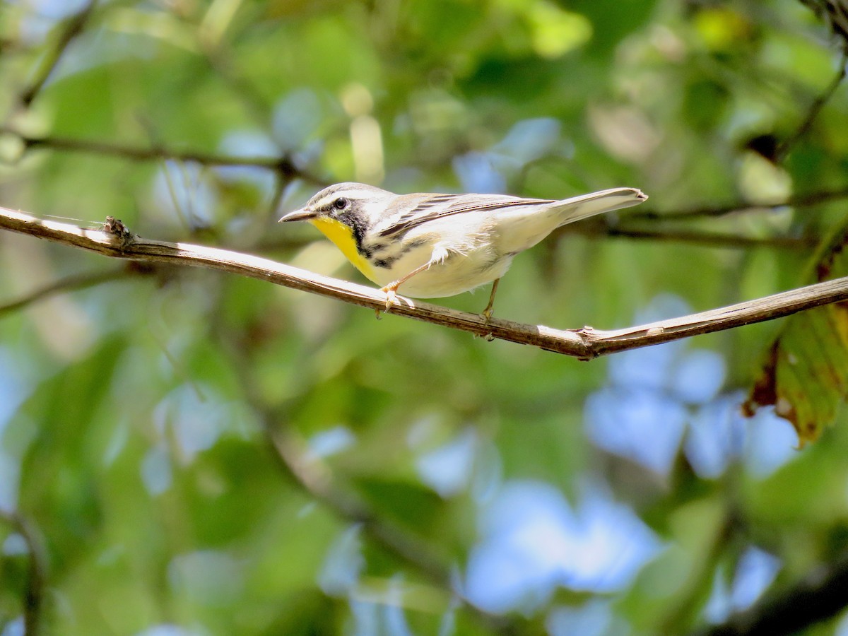 Yellow-throated Warbler - Alan  Troyer