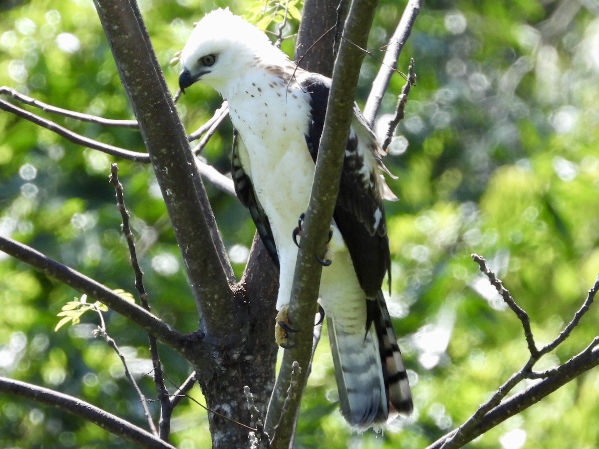 Sulawesi Hawk-Eagle - GARY DOUGLAS