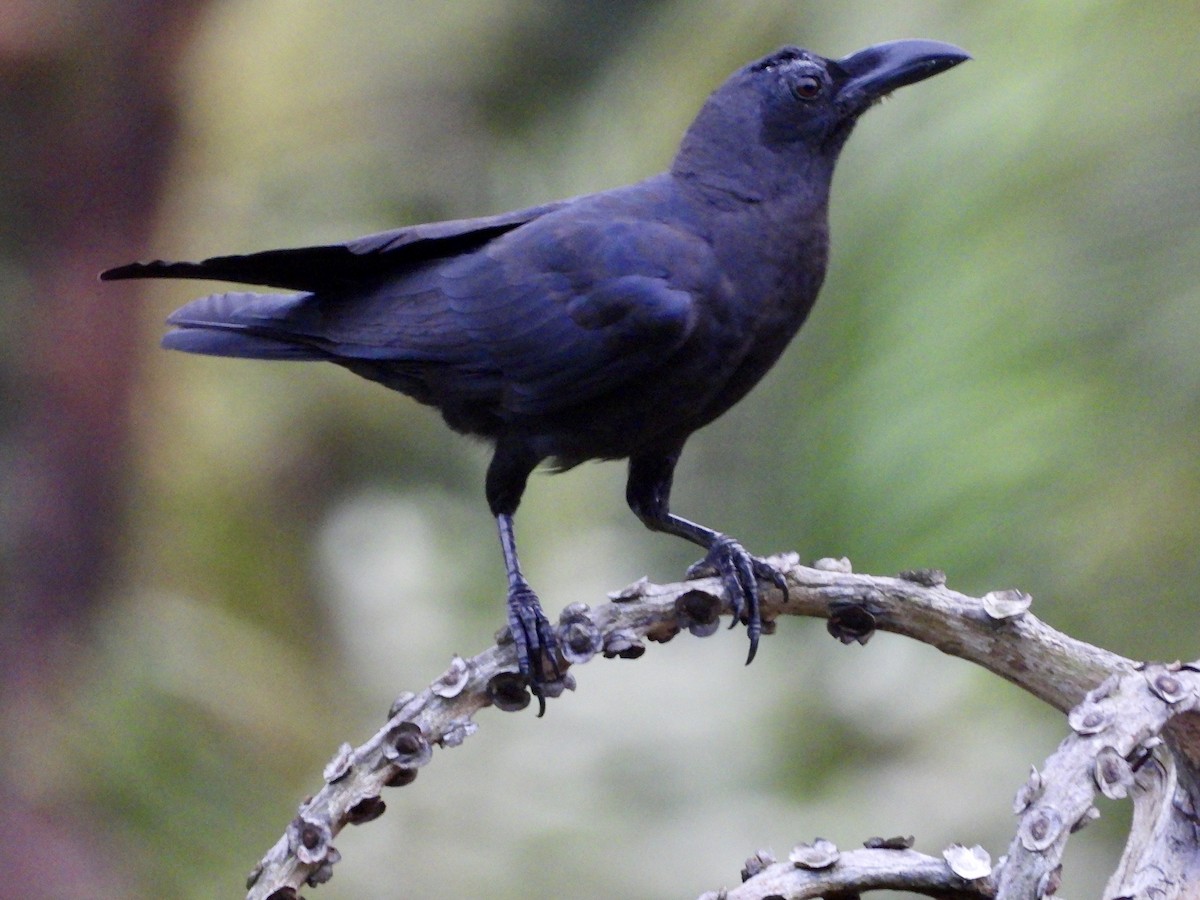 Slender-billed Crow (Sulawesi) - GARY DOUGLAS