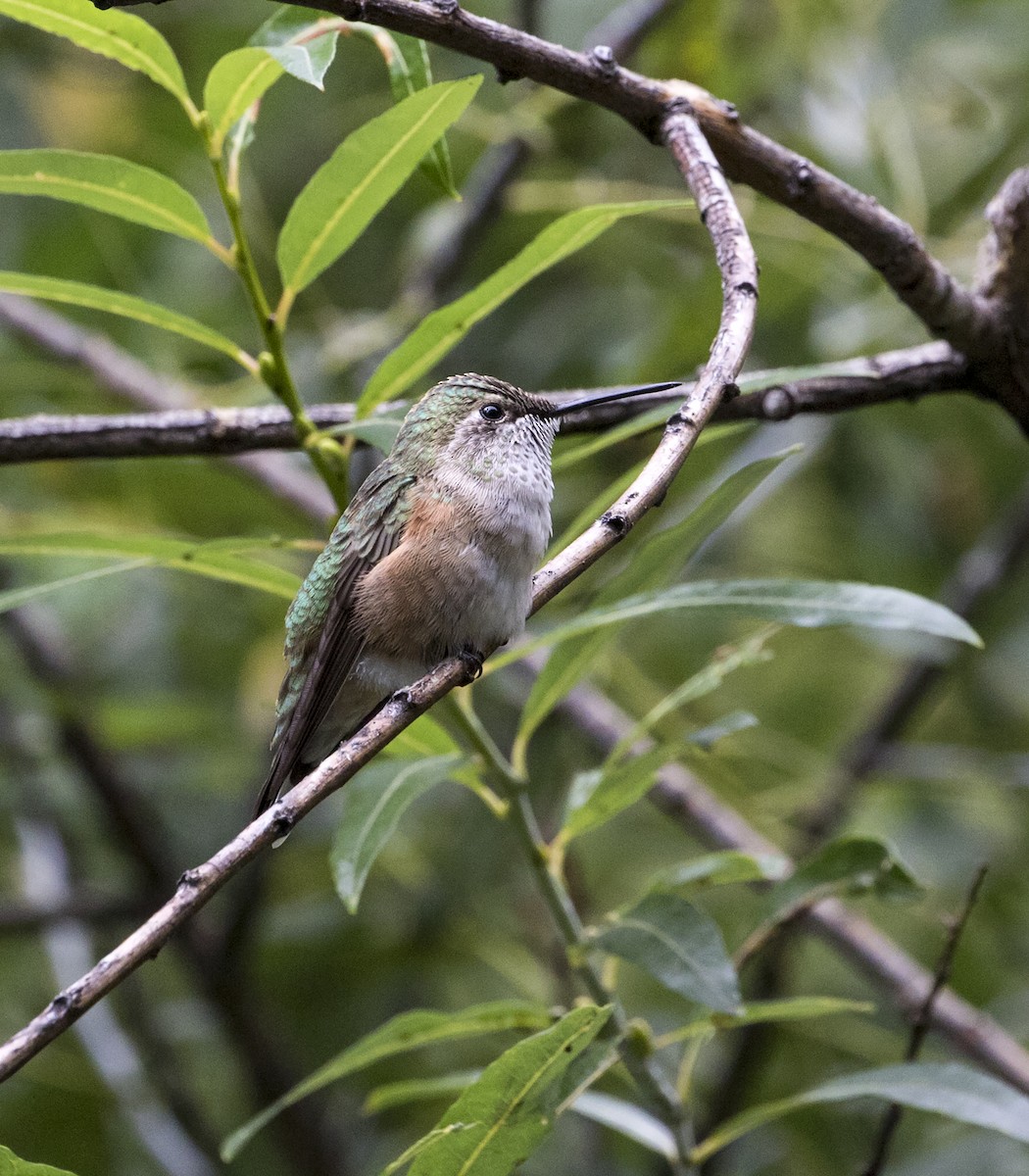 Calliope Hummingbird - ML176164291