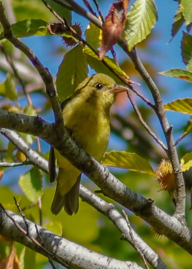 Scarlet Tanager - ML176164611