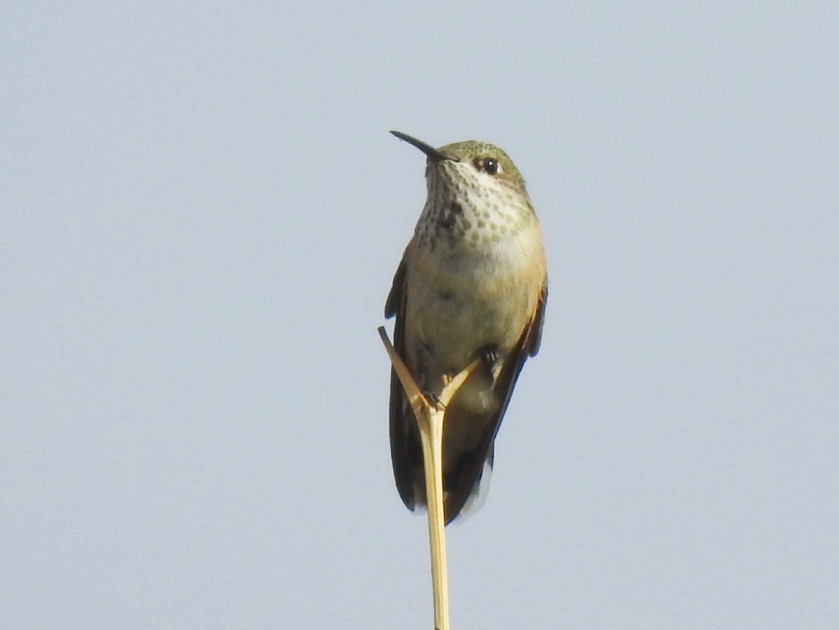 Calliope Hummingbird - Joel Gilb
