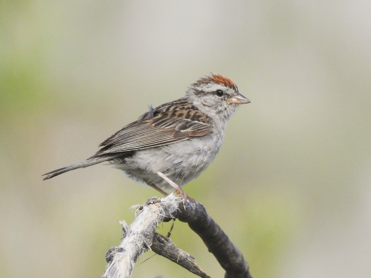 Chipping Sparrow - Joel Gilb