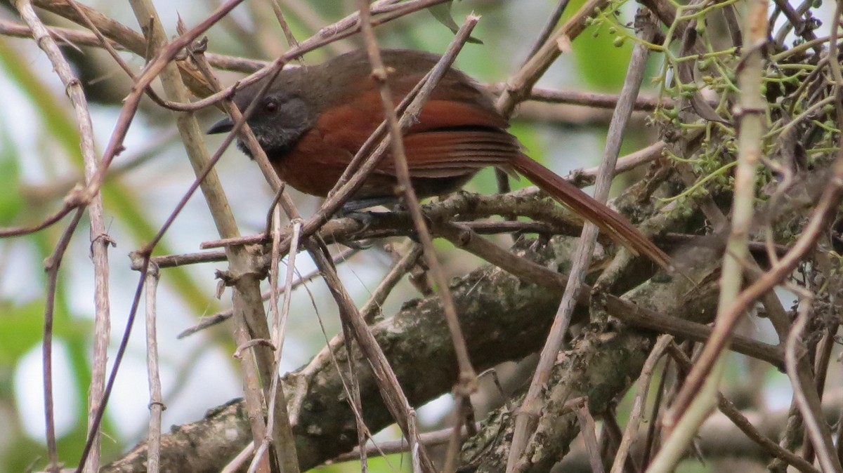 Rufous-breasted Spinetail - Jorge Estrella