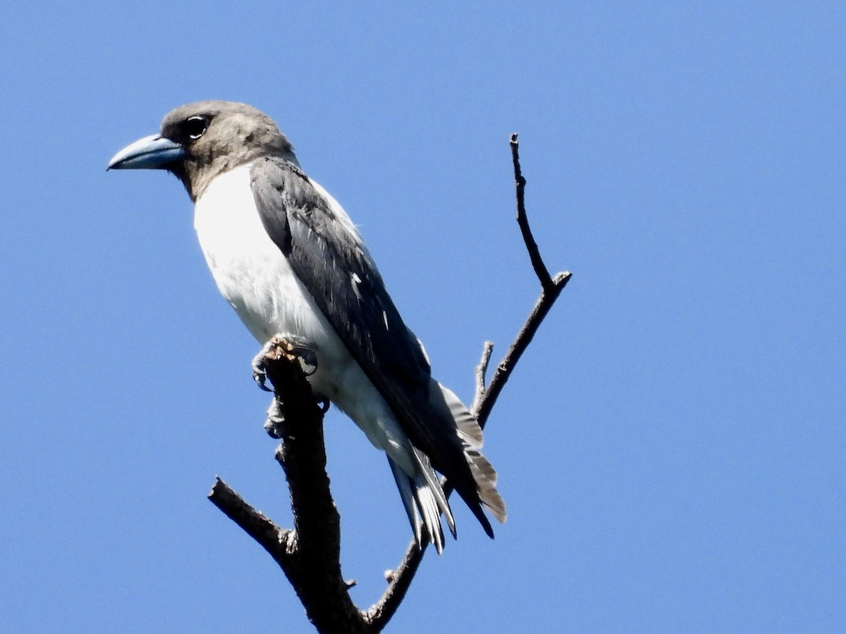 Ivory-backed Woodswallow - ML176169011