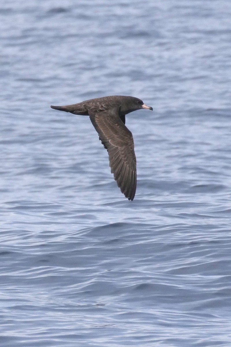 Flesh-footed Shearwater - ML176170511