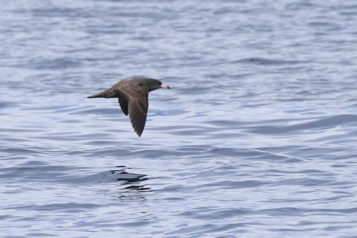 Flesh-footed Shearwater - ML176170531
