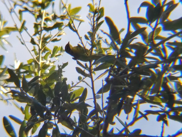 Prairie Warbler