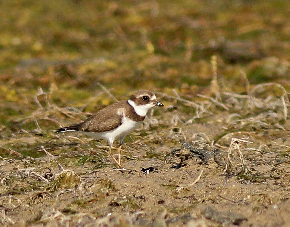 Semipalmated Plover - Robb Hinds