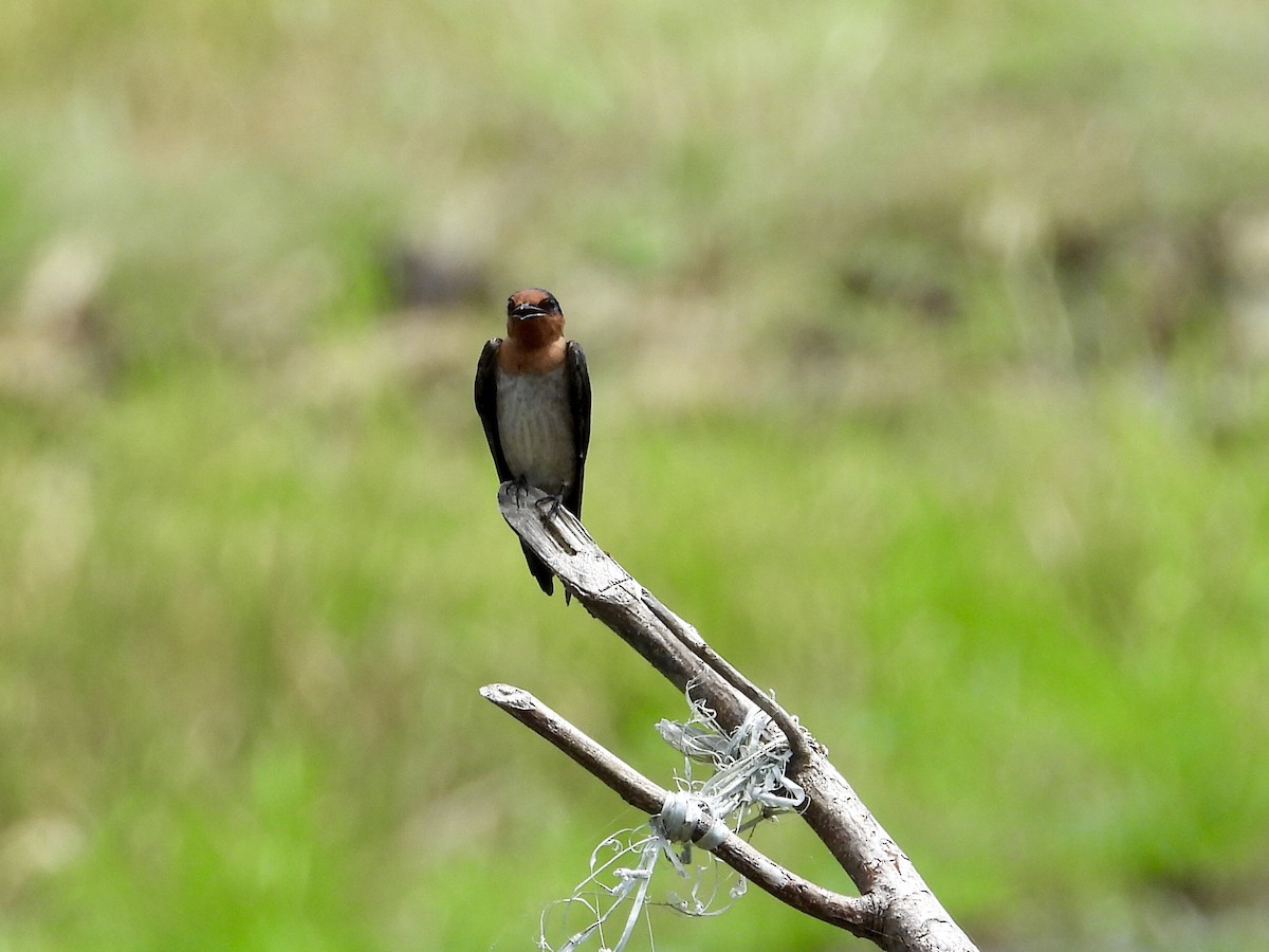 Pacific Swallow - ML176174311