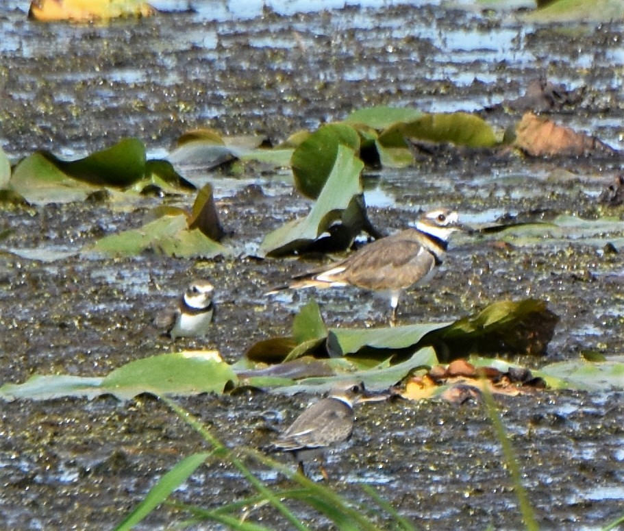 Semipalmated Plover - ML176180061