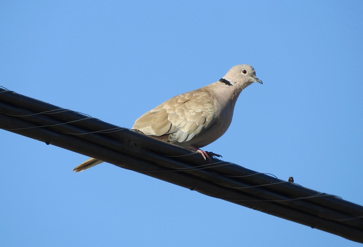 Eurasian Collared-Dove - ML176191061