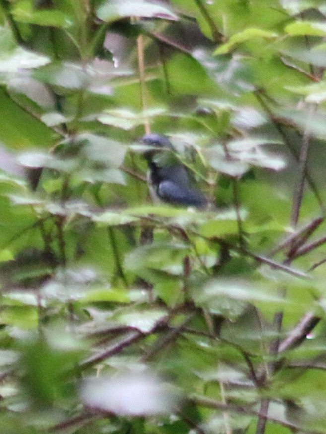 Black-throated Blue Warbler - ML176192321