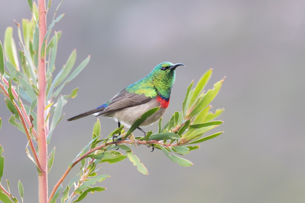 Southern Double-collared Sunbird - ML176195991